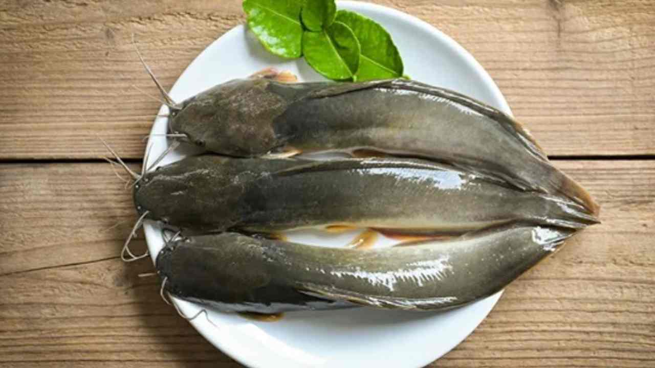 Bukan Cuma Enak Digoreng, Ikan Lele Ternyata Punya Banyak Manfaat