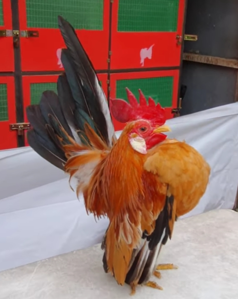 8 Jenis Ayam Hias Paling Diburu Kolektor, Nomor 3 Berasal dari Malaysia