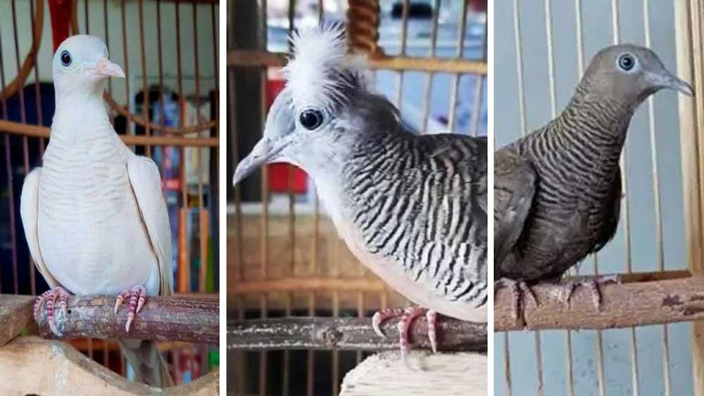 Kenali Ciri-cirinya, 5 Jenis Burung Perkutut Ini Bisa Mendatangkan Harta dan Kekayaan Bagi Pemiliknya