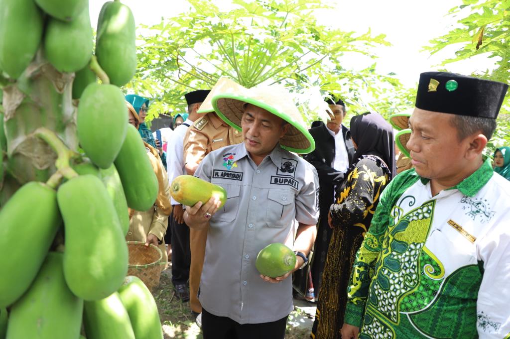 Panen Pepaya Kalifornia di Tungkal Jaya Ala PJ Bupati Musi Banyuasin, Yuk Intip Caranya?