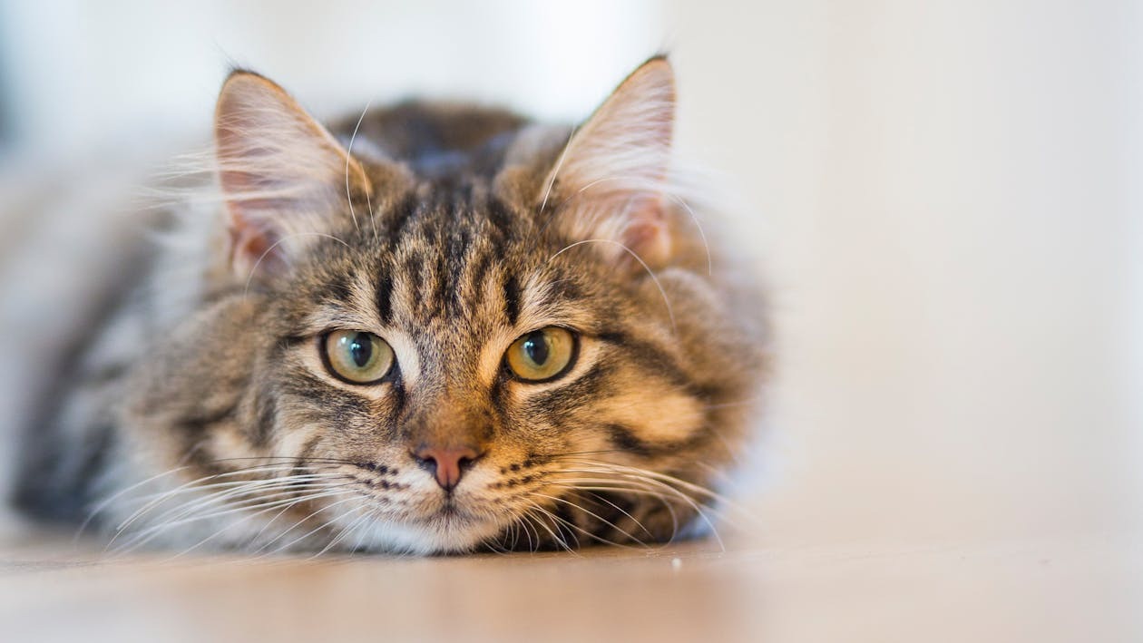 Apa yang Terjadi Kalau Kumis Kucing Dipotong? Kenali Dampaknya Berikut Ini