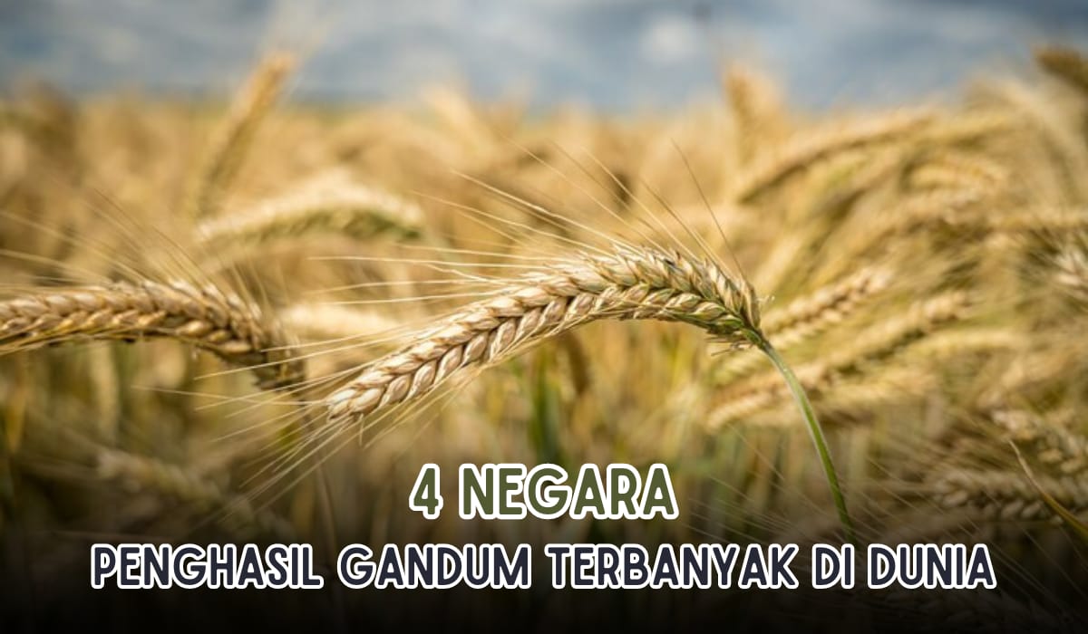 4 Negara Penghasil Gandum Terbanyak di Dunia, Hasil Panennya Buat Takjub!