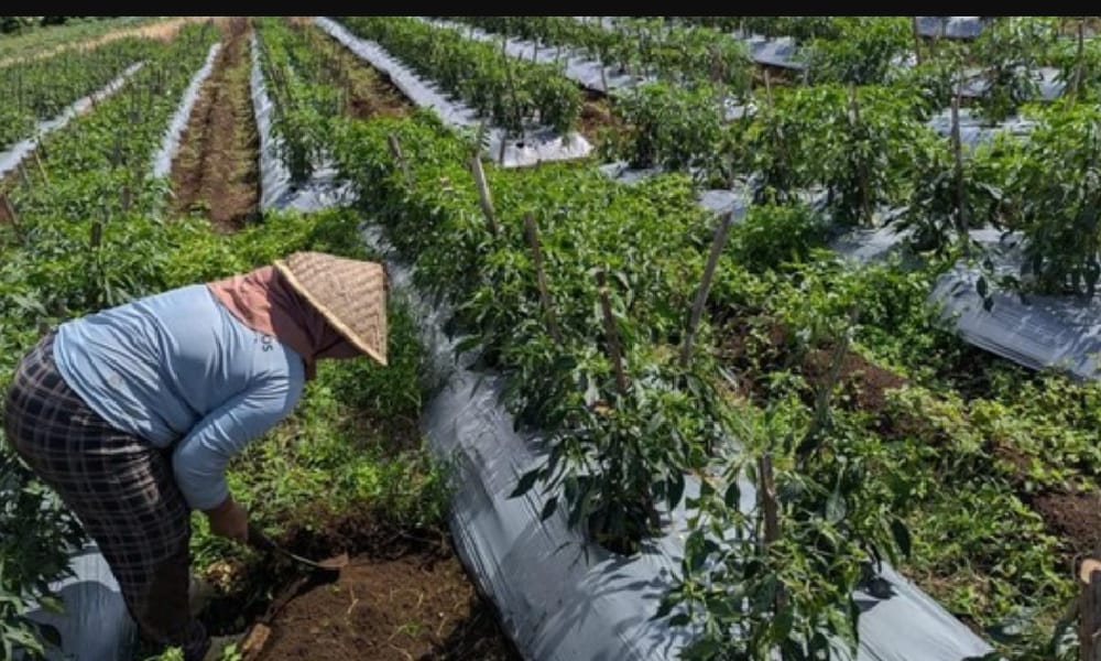 WADUH! Cabai Hijau di Pagaralam Turun Drastis, Petani Langsung Menangis