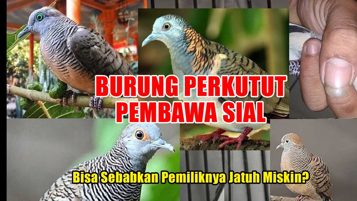 Inilah Burung Perkutut Pembawa Sial, Bisa Sebabkan Pemiliknya Jatuh Miskin