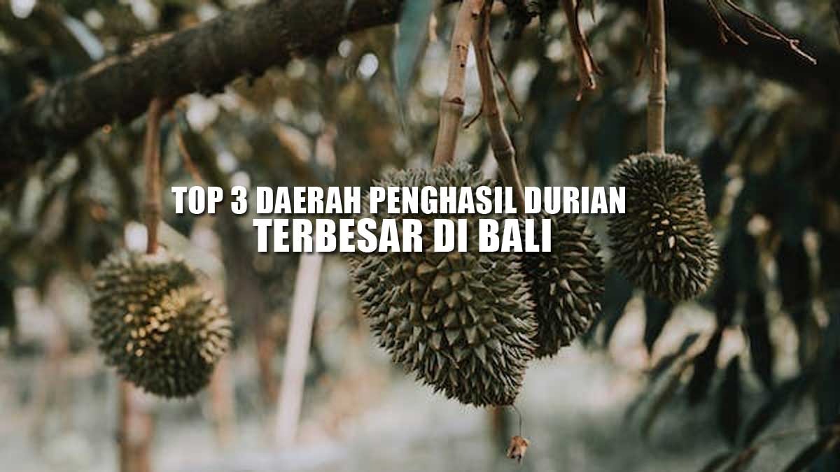 Top 3 Daerah Penghasil Durian Terbanyak di Bali: Gak Nyangka Karangasem Termasuk, Juaranya Daerah Mana? 