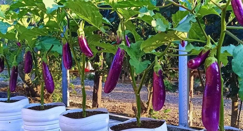 Dahsyat! Ternyata Terong Ungu Bisa Bikin Kulit Sehat dan Berseri