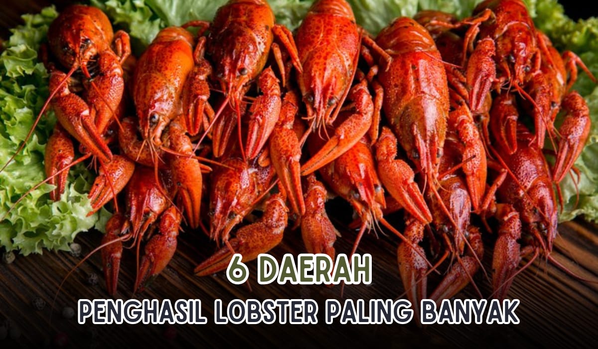 6 Daerah Penghasil Lobster Terbanyak Di Indonesia, Harganya Buat Tercengang, Cek Harga Lobster Disini!