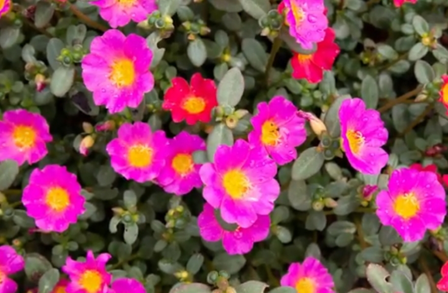 7 Inspirasi Bunga Hias untuk Mempercantik Rumah, Silahkan Pilih ya! 