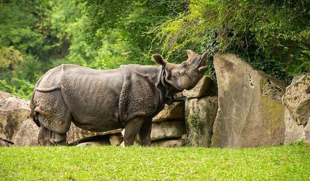 Asli Merana! 7 Spesies Hewan Ini Bertahan Hidup dengan Rasa Kesepian, Kisahnya Bikin Mewek