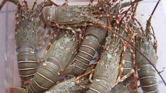 WOW! Inilah 6 Daftar Daerah di Indonesia yang Banyak Menghasilkan Lobster Premium, Salah Satunya Kampung SBY