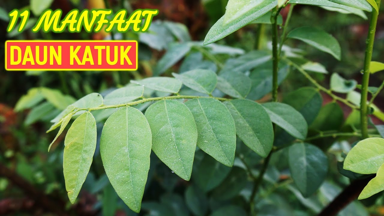 Ga Main-Main! 7 Manfaat Daun Katuk Ini Bisa Buat Kamu Terkaget-Kaget, Apa Aja?