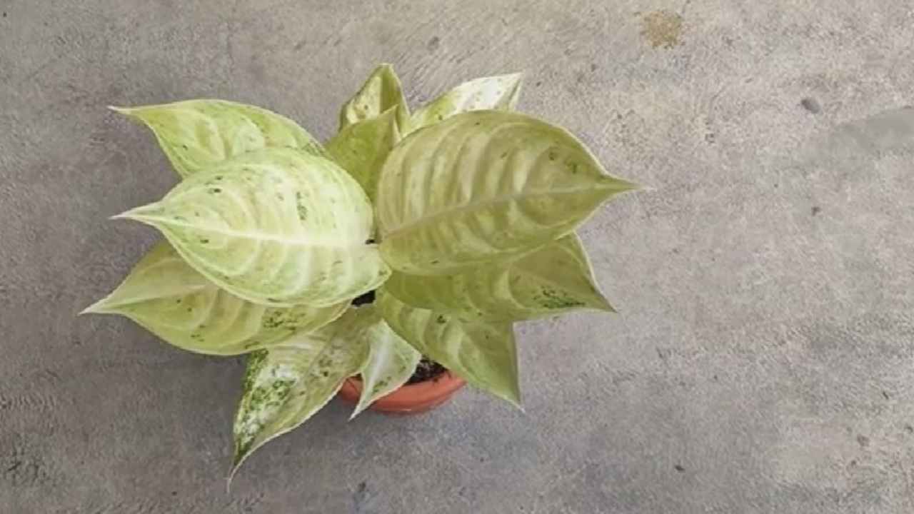 Dari Dekorasi Rumah hingga Kantor, Aglaonema Claudia Tetap Jadi Favorit 