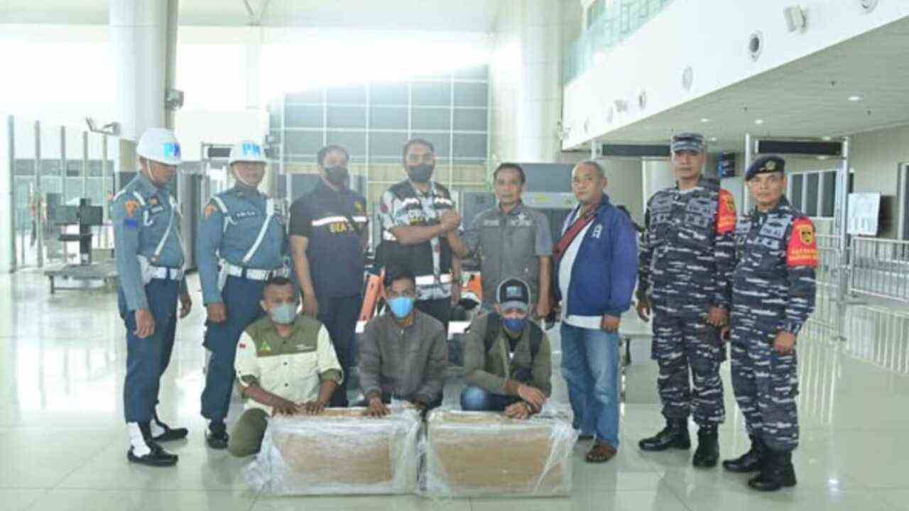 Mantap! TNI AL Gagalkan Penyelundupan Benih Lobster Jaringan Internasional, Nilainya Milyaran Rupiah