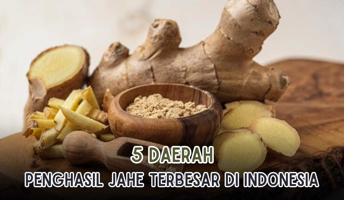 5 Daerah Penghasil Jahe Terbesar di Indonesia, Juaranya Bukan Jawa Barat Apalagi Jawa Tengah, Tapi?