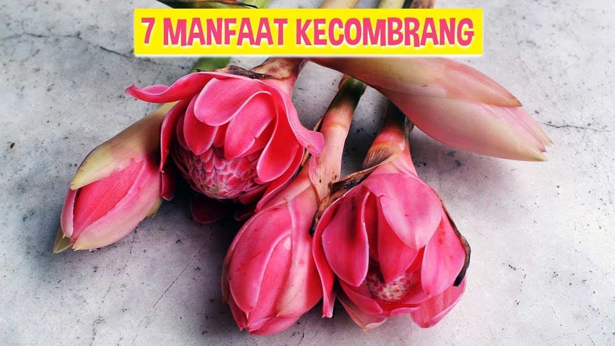 Ini 7 Manfaat Kecombrang Untuk Kesehatan, Nomor 7 Cocok Untuk Rambut