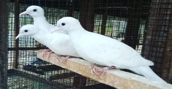 6 Mitos Perkutut Putih yang Terkenal di Pecinta Burung Perkutut, Salah Satunya Bisa Tangkal Santet!