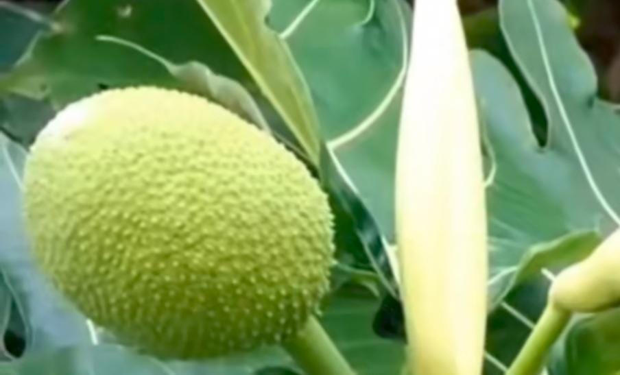 Berikut 7 Manfaat Daun Sukun Untuk Kesehatan