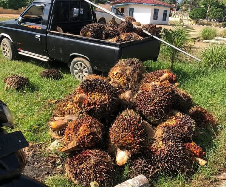 7 Dampak Dari Pembukaan Hutan Untuk Perkebunan Sawit di Indonesia, Mulai Dari Polusi Udara Hingga Erosi Tanah!