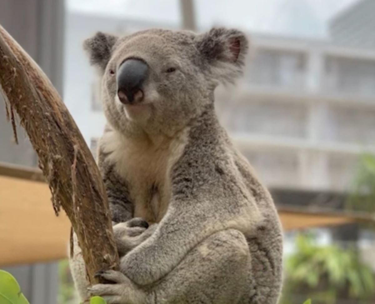 'Fakta Menarik': Kebiasaan Hewan Koala Tidur Sambil Peluk Pohon