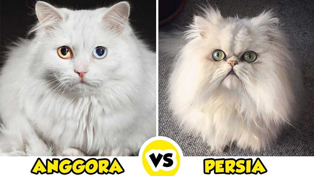 Kenali Perbedaan Kucing Persia dan Anggora, Ini Ciri-cirinya, Jangan Sampai Salah Ya!