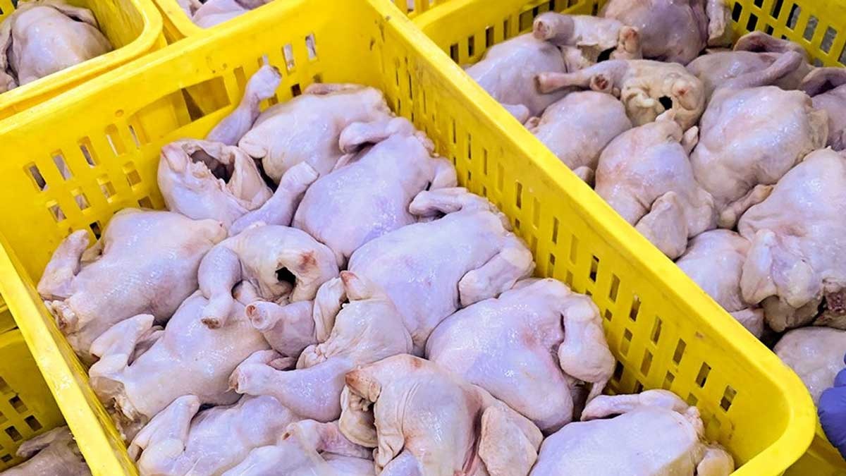 LEBIH MURAH! Harga Ayam Potong di Palembang Menyentuh Harga Rp18 Ribu Per kilogram 