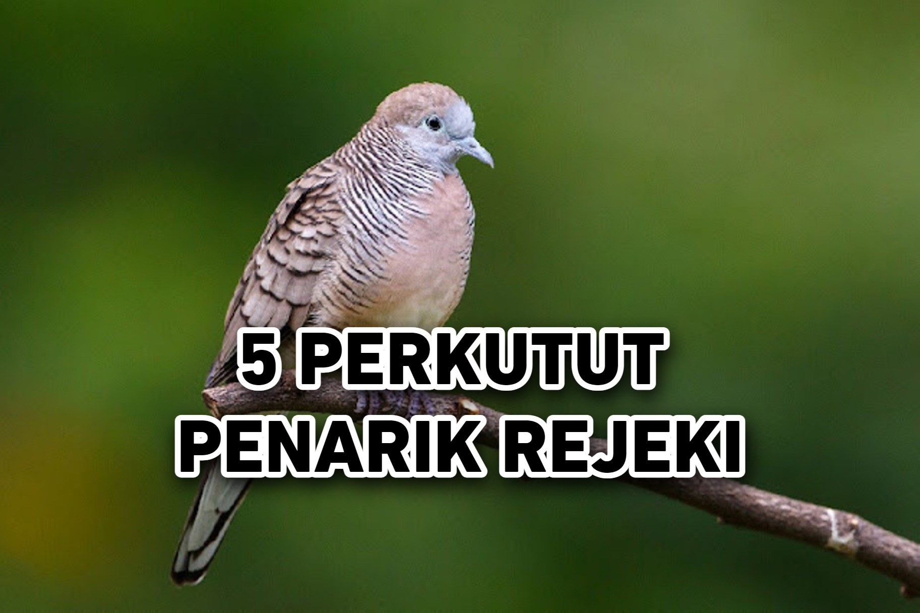 5 Jenis Burung Perkutut Penarik Rejeki Untuk Pemiliknya, Nomor 3 Paling Dicari