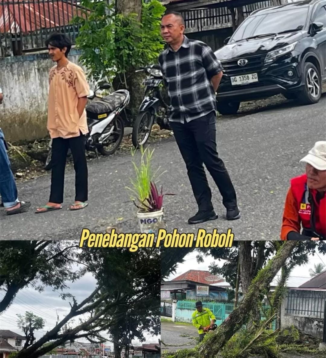 Pohon Tumbang Ancam Pengguna Jalan, DLH Lubuk Linggau Bergerak Cepat