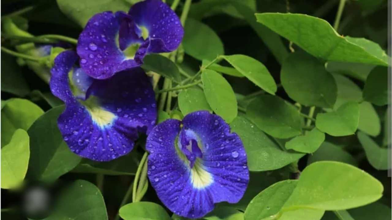 Cuma Tanaman Pagar? Bunga Telang Ini Ternyata Punya Khasiat Luar Biasa!