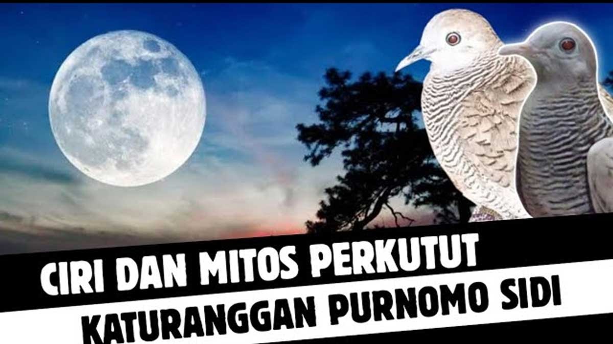 Memiliki Simbol Keberuntungan dan Persahabatan, Burung Perkutut Jenis Ini Jadi Incaran Para Kolektor