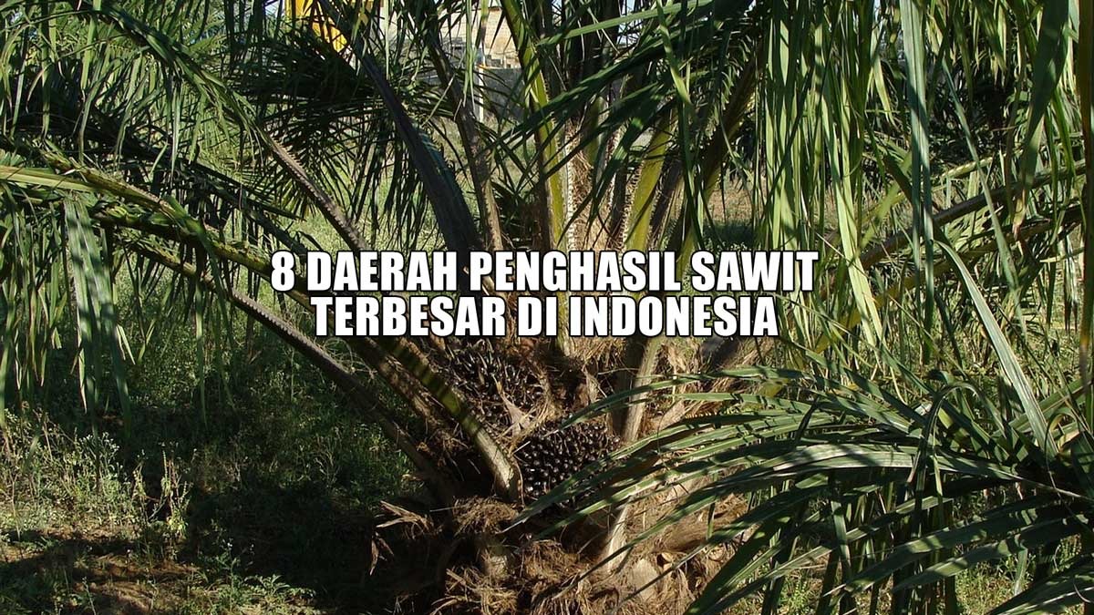 Bukan Kalimantan! Inilah 8 Daerah Penghasil Sawit Terbesar di Indonesia