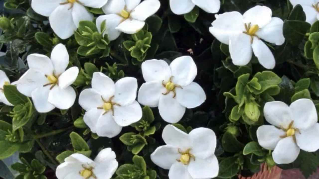 Sulit Terlelap di Malam Hari? Tanaman Ini Bisa Jadi Solusinya