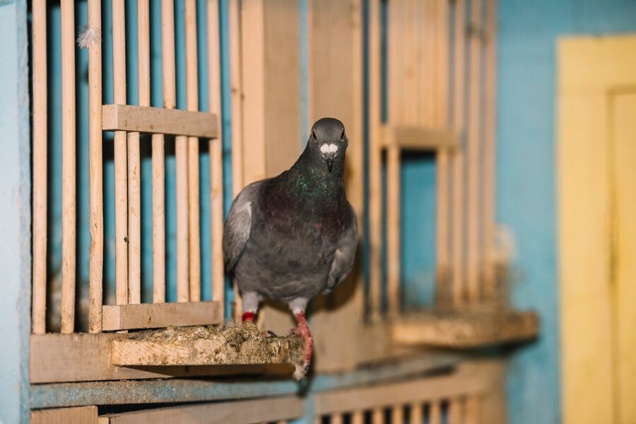 Burung Perkutut Anda Tak Gacor? Ini Makanan Hingga Cara Merawatnya agar Selalu Rajin Berkicau Tiap Hari