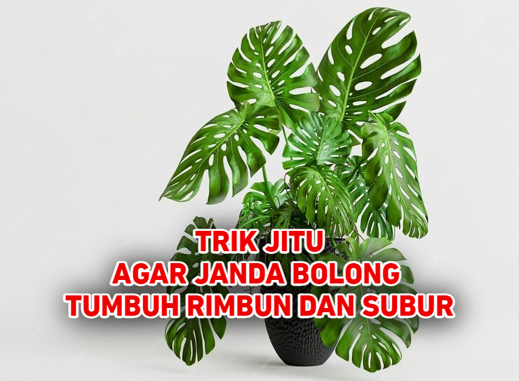 6 Tips Jitu Ini Perlu Kamu Lakukan! Dijamin Tanaman Janda Bolong Kamu Tumbuh Subur dan Rimbun