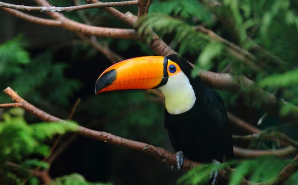Kolektor Wajib Tau, Ini 5 Burung Termahal di Dunia, Ada yang Seharga Rumah Mewah!