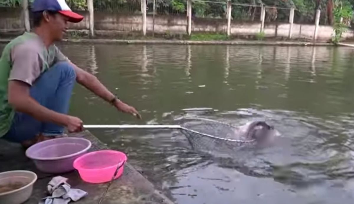 7 Macam Resep Umpan Mancing Ikan Patin Paling Jitu dan Lengkap Dengan Cara Pembuatannya, Anti Boncos