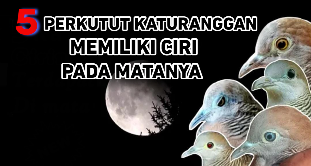 5 Perkutut Katuranggan yang Memiliki Ciri Pada Matanya