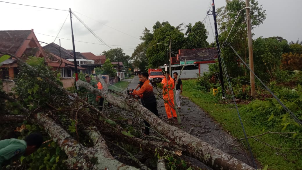 Pohon Tumbang Ganggu Jalan, Petugas BPBD Muba Turun ke Lokasi, Ini yang Dilakukannya?