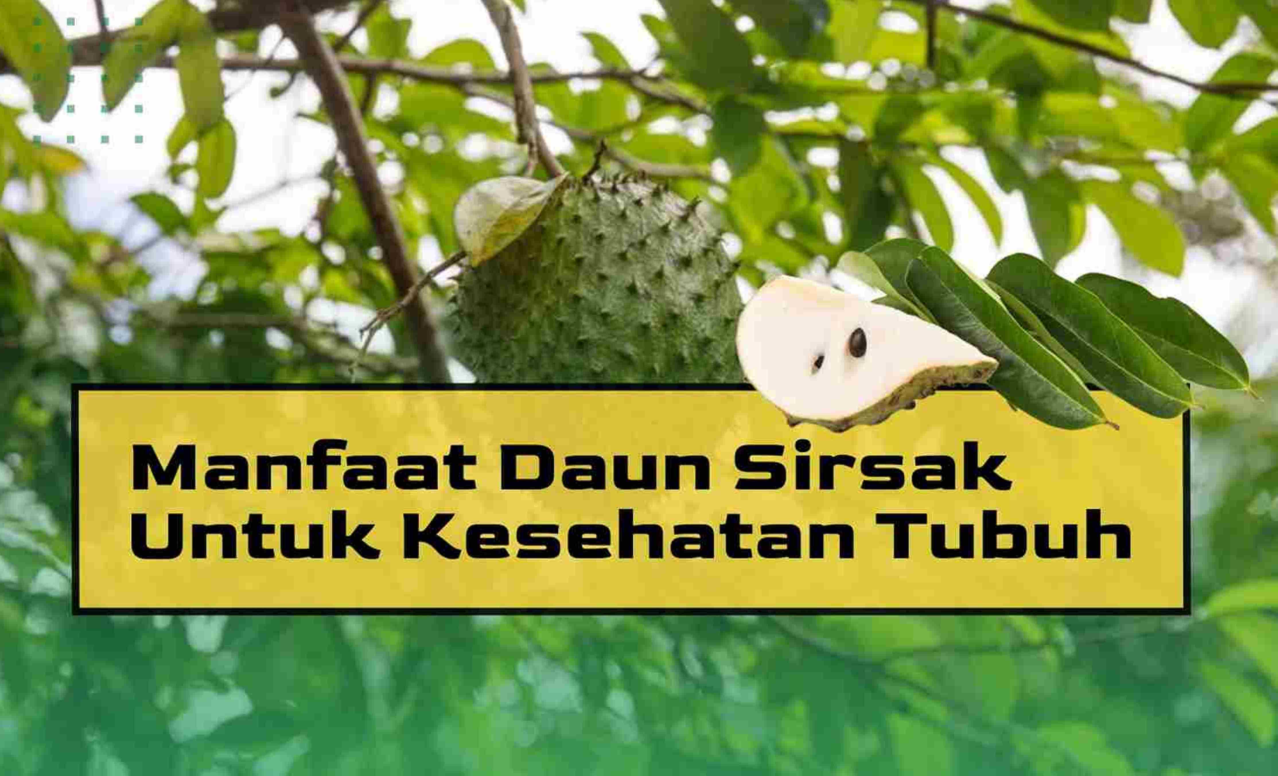 5 Khasiat Air Rebusan Daun Sirsak Jika Diminum, Bisa Cegah Kanker Hingga Hilangi Ketombe dan Kutu di Rambut