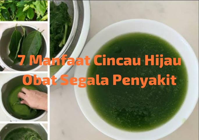 Tak Hanya Menyegarkan! Inilah 7 Manfaat Cincau Hijau yang Jarang Diketahui, Obat Segala Penyakit