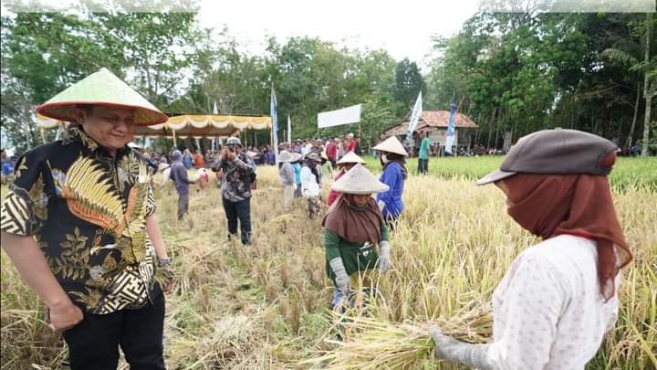  Petani Buay Madang Timur Gunakan Pupuk IP-200, Produksi Padi Bertambah 