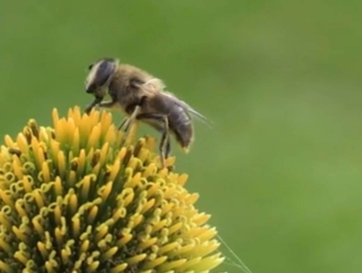 Tahukah Anda Lebah Berkomunikasi dengan Menari, yuk Simak Ulasannya