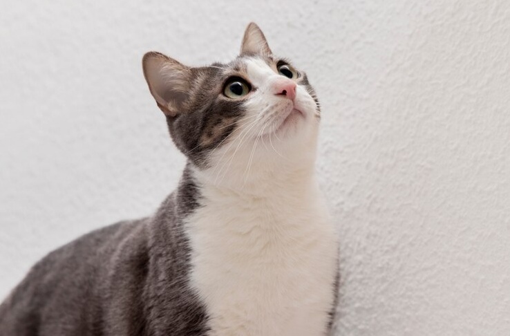 Pecinta Anabul Wajib Tahu! Ini Rekomendasi 7 Film Bertema Kucing, Ada Banyak Action yang Bikin Gemas