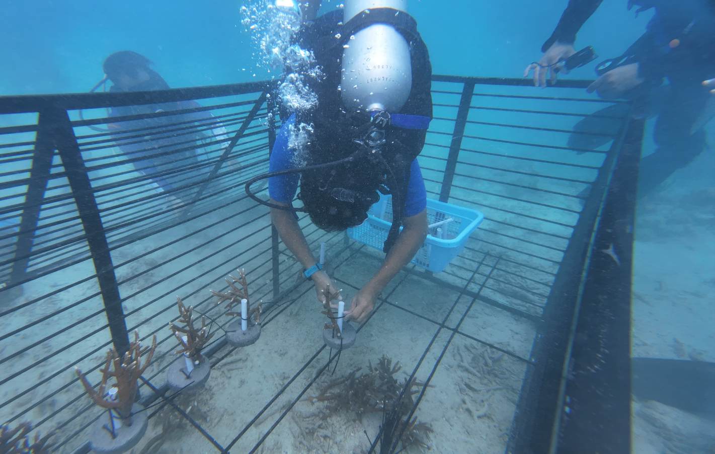 Pertamina EP Donggi Matindok Field Jalankan Program BCF Garden, Ini Tujuannya