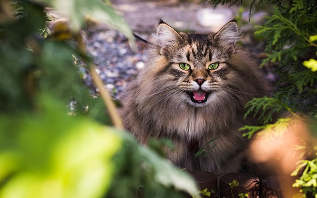 TERANCAM PUNAH! Inilah 6 Kucing Endemik Asli Indonesia