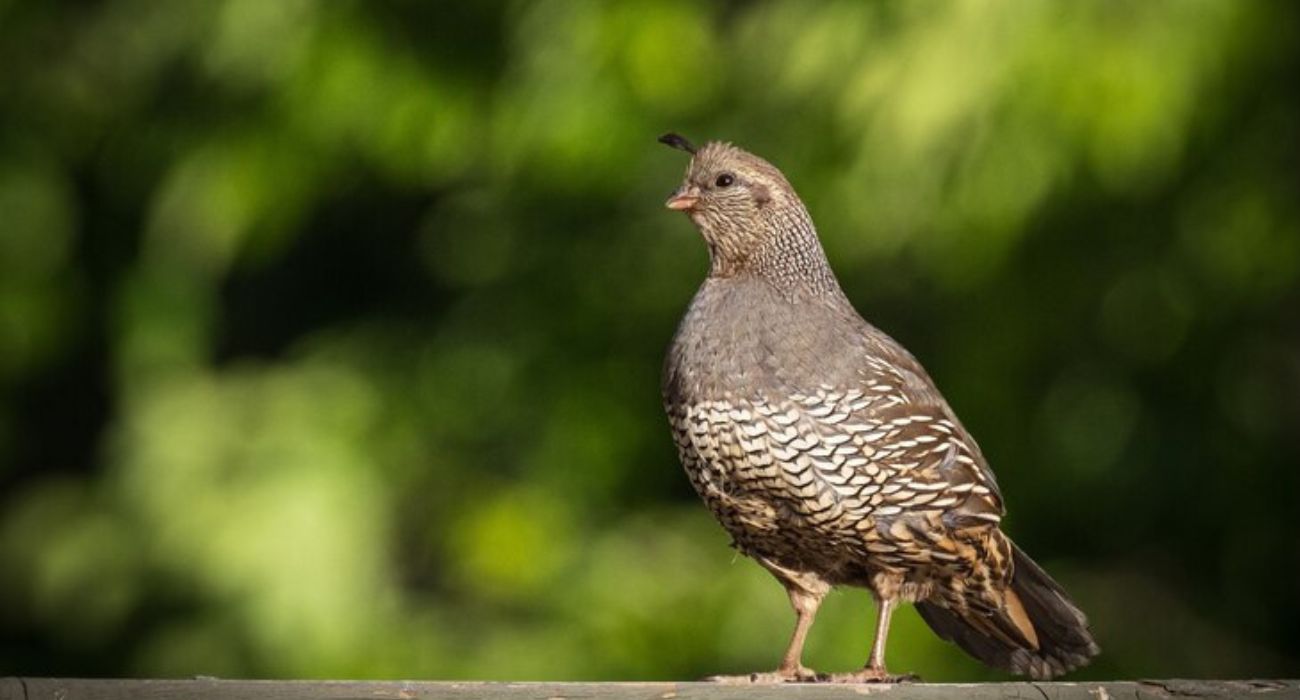 5 Jenis Burung Perkutut Katuranggan yang Memiliki Ciri di Kepala dengan Tuah Istimewa, Segera Cek Peliharaanmu