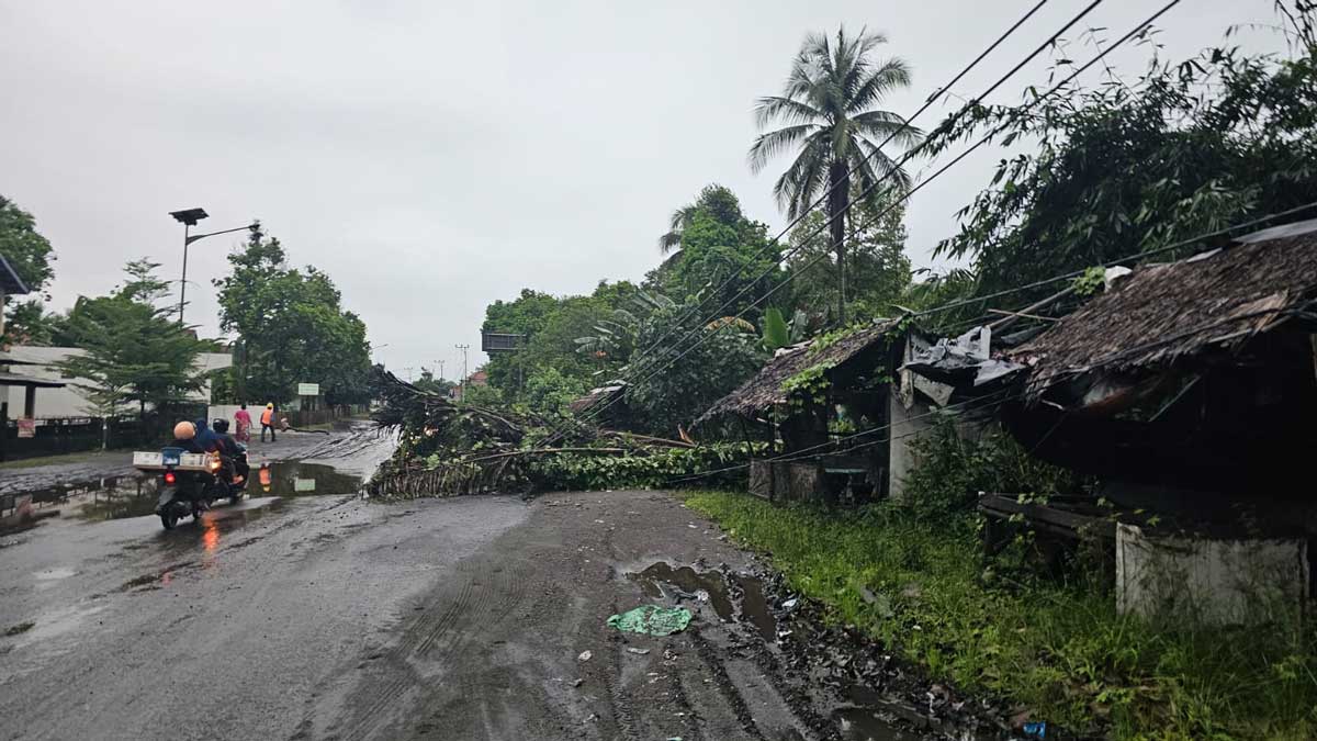 Mencekam! Pohon Kolangkaling 15 Meter Roboh Timpa Kabel Listrik Saat Warga Tertidur Pulas