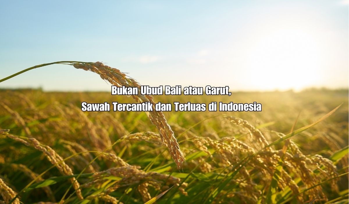 Bukan Ubud Bali atau Garut! Sawah di Daerah Ini Luasnya 1 Juta Hektar Hingga Menjulang ke Langit