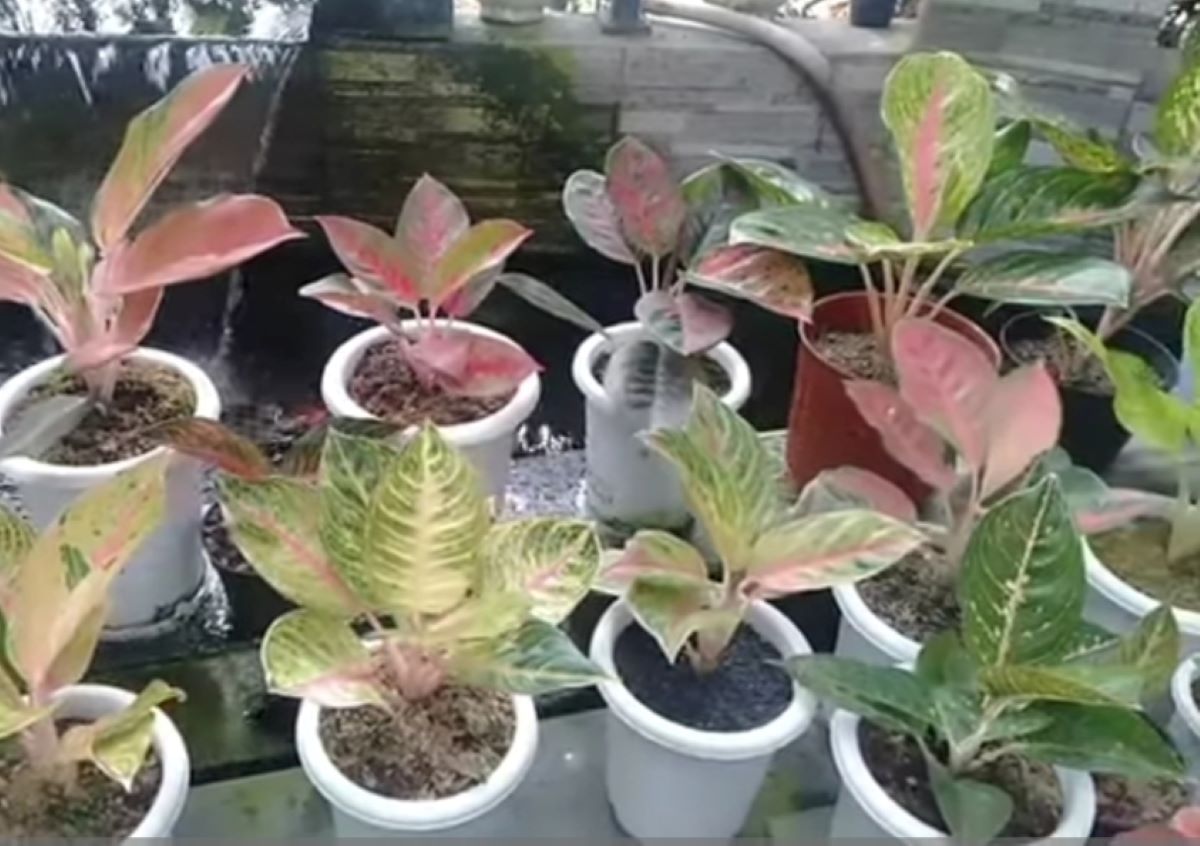 Berikut Deretan Tanaman Hias Jenis Aglonema yang Paling Populer di Tahun 2025