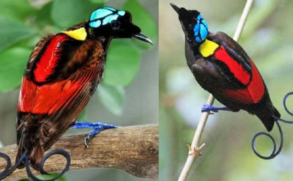 Tarian Khas Burung Eksotis Tanah Papua Ini Pancarkan Pesona Manakjubkan 