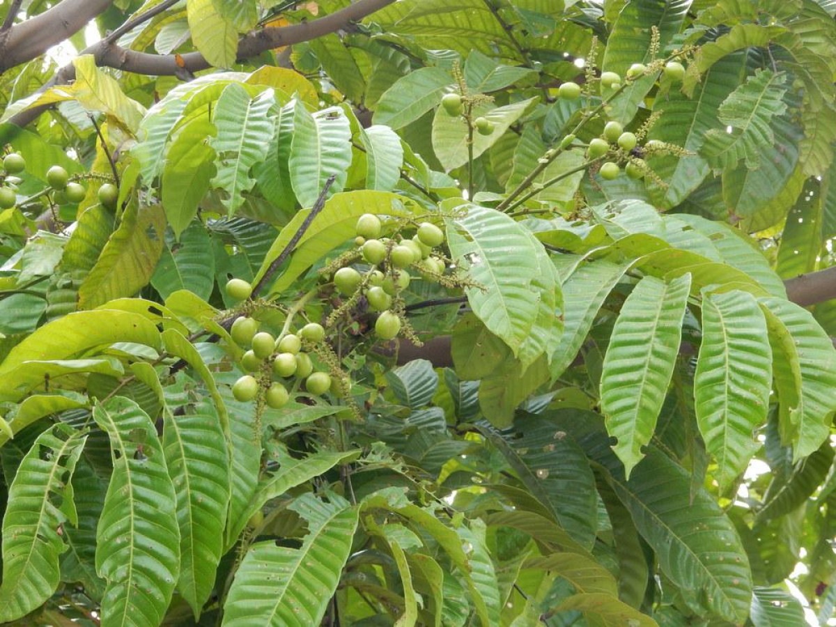 Manfaat Buah dan Daun Matoa bagi Kesehatan